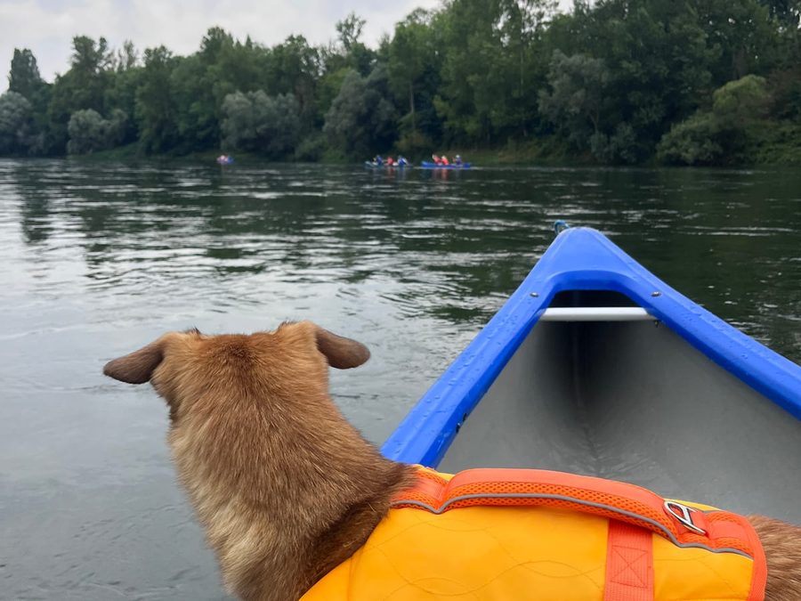 Hund auf einem Paddleboard mitten auf einem Bergsee