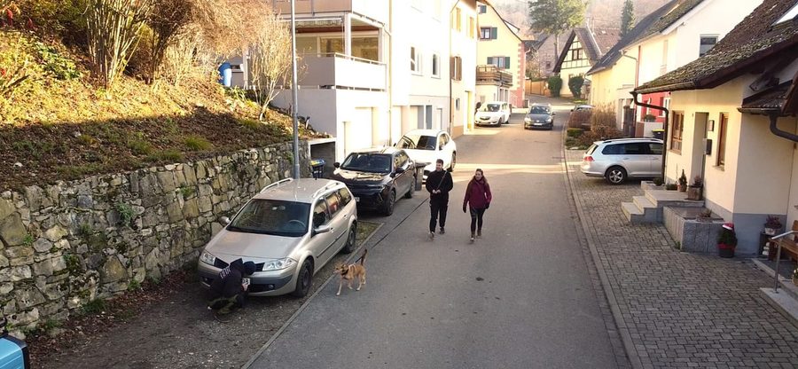 Hund im Geschirr folgt an der Leine einer Geruchsspur